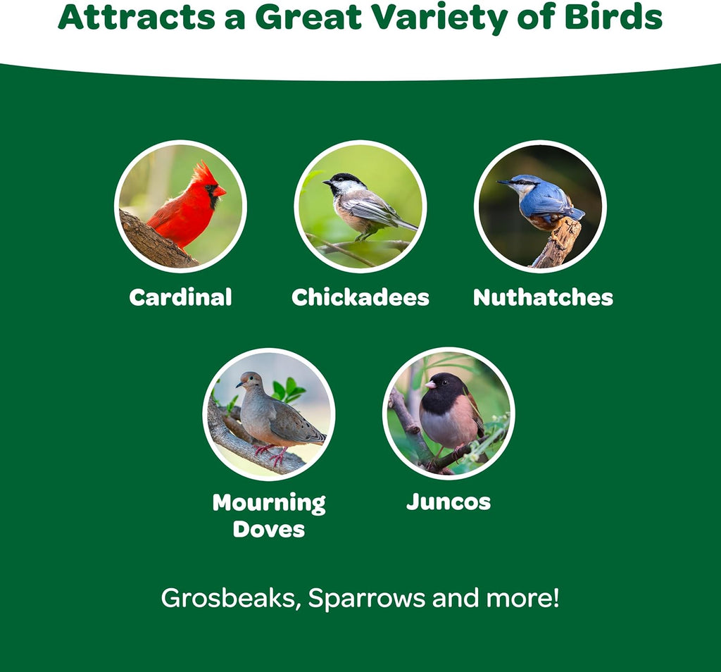 Premium  Wild Bird Food Basic Seed Blend - 5 Lb for Vibrant Backyard Birdwatching