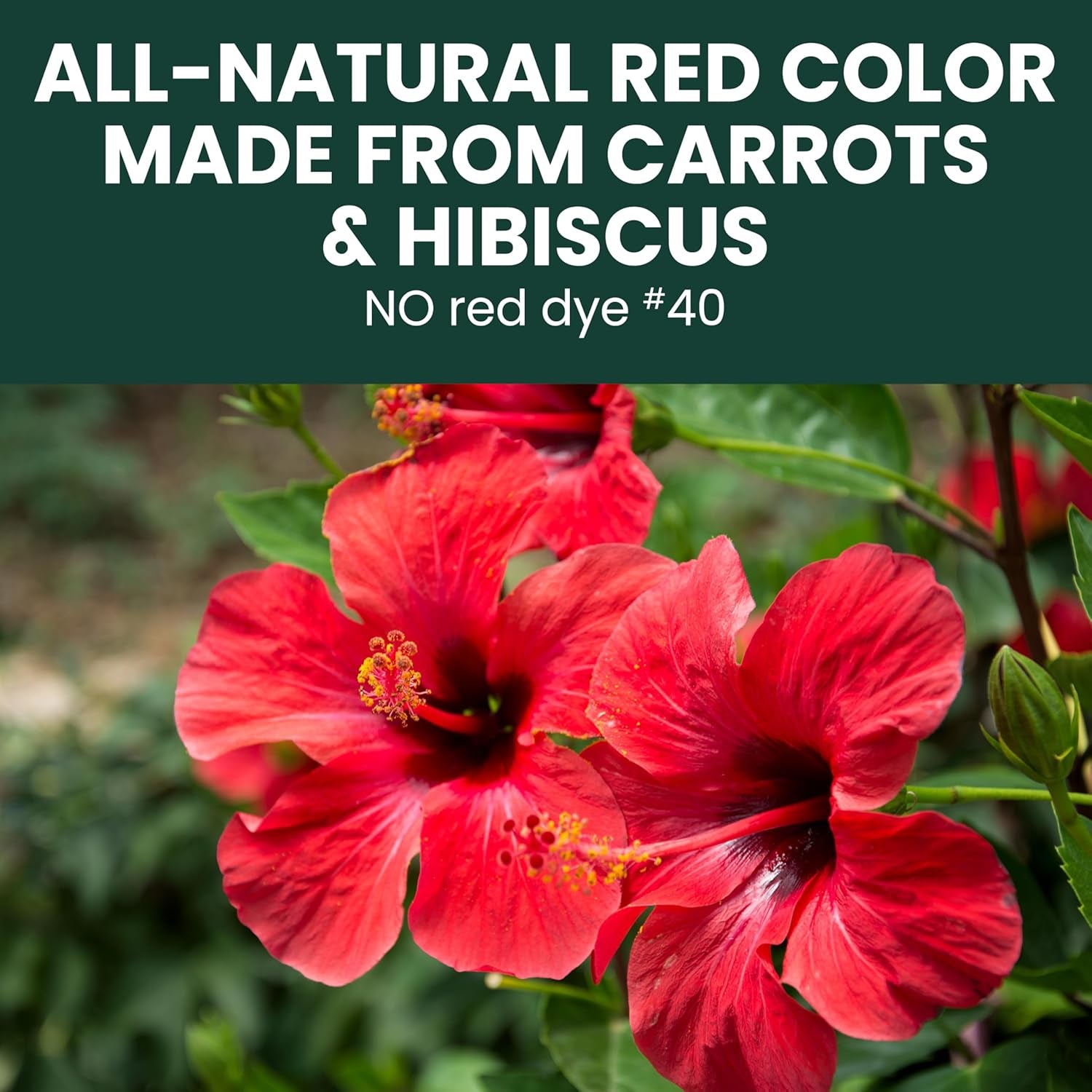 Hummingbird Instant Nectar Powder - 2 Lb Bag - Makes 192 Oz of Sweet Nectar - 100% Sucrose Formula